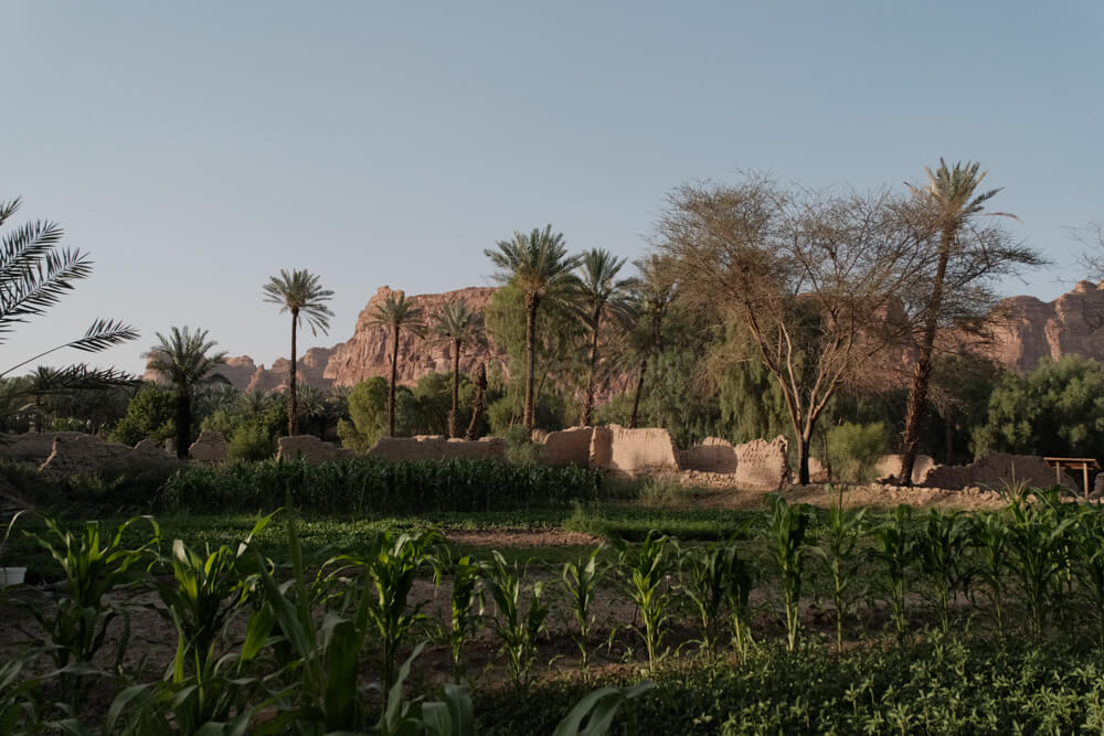 Plantations at the Alula oasis heritage trail
