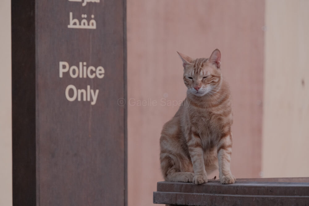 cat in Al'ula